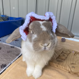 Hoppin with Nutmeg