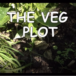 The veg plot