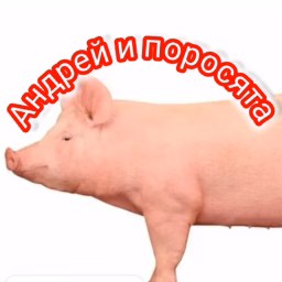Андрей и поросята