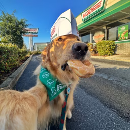 Donut the Golden Retriever