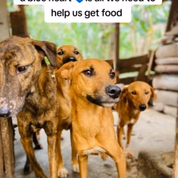 mito dogs rescue 