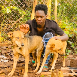 Kalema Dogs Rescue 