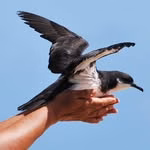 Save Our Shearwaters