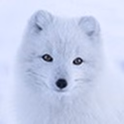 Arctic Kimi