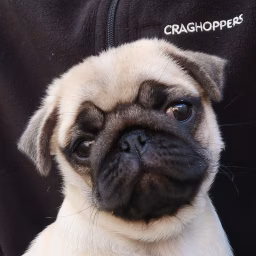 That Pug Pablo & Co