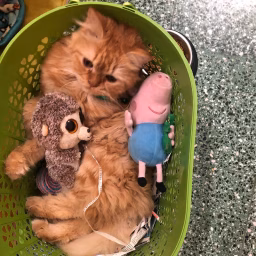 Donut the Kitty