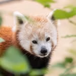 Bronx Zoo