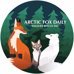 Arctic Fox Daily Wildlife Rescue, Inc.