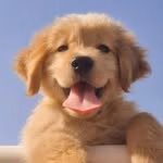 Ozzy | The Golden Retriever