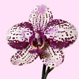 blühende Orchideen