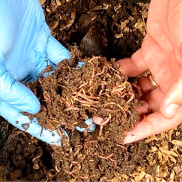 Vermicompost Learn by Doing