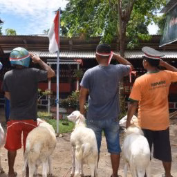Beddoes Merah