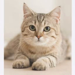 MEOW LOWER ARMY