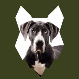 Fenrir Great Dane Show