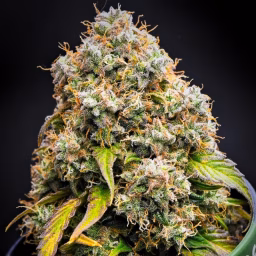 Dar Bertschneider's Grow Diaries