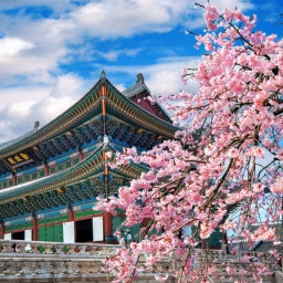 Korean language online class 