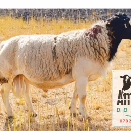 Amagoh Dorpers Stud