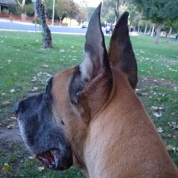 woof bark growl