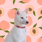 桃犬リコモ (カワテ桃農園)