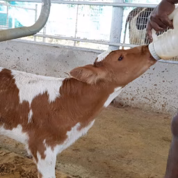 Maa Dairy Farms Barabanki