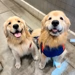 Chase n Chester | Golden Retriever Dad & Son