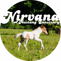 Nirvana Mustang Sanctuary & Kind Horse Training