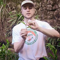 Wu Mountain Tea