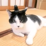 鎌倉 御霊神社🐱名誉宮司さん