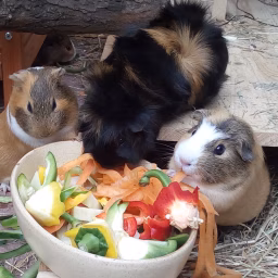 Fränkis Tierwelt - Ein Zuhause für Meerschweinchen