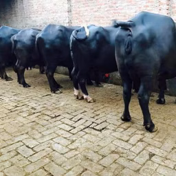 SAI DAIRY FARM KARNAL 
