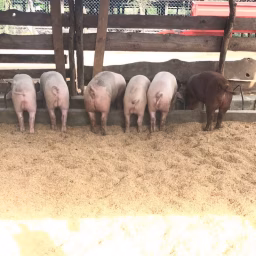 Malafyale Pig Farms