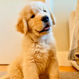  Retriever dogs