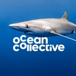 Ocean Collective