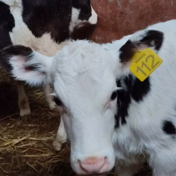 Ashok dairy farm kuchpura ,Karnal, Haryana, Ashok