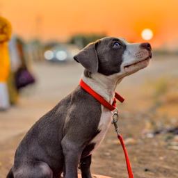 Max The pitbull