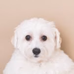 DOG PHOTO STUDIO/gallery ハーハフー