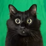 OwlKitty