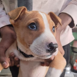 Jams the pitbull