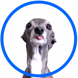 tika the iggy