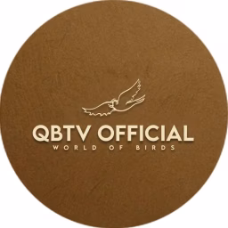 QBTV Official