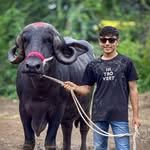 Sabar Buffalo Farm