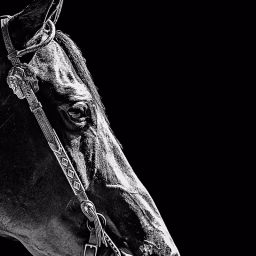 Superlative Equine