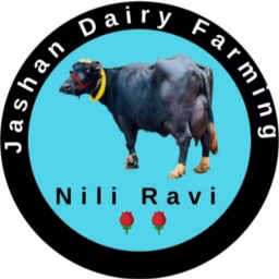 Jashan dairy farming 