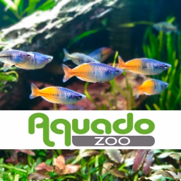 Aquado-Zoo