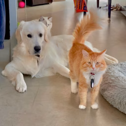Hulu, Luka & Luna