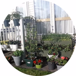Container Vegetable Gardening UK 
