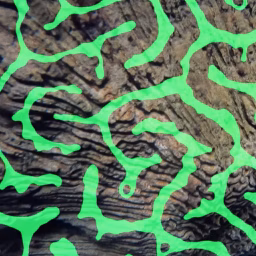 Coral Morphologic