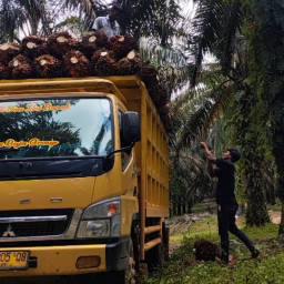 OIL PALM Insights