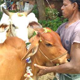 Gomitra Satya