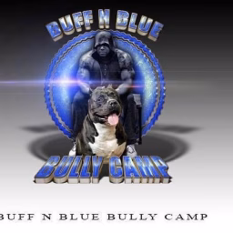 Buff N Blue Bullies